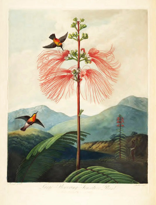 The Flowering Sensitive Plant by Robert John Thornton, 1807 - Postcard