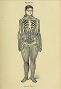 Anatomical illustration of woman by M. Eaton, 19th century - postcard