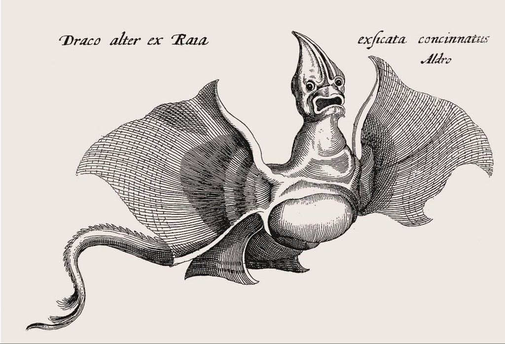 Dragon from Ulissi Aldrovandi’s Monstrorum Historia, c. 1599 - postcard