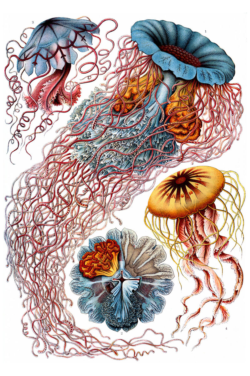 Discomedusae du Kunstformen der Natur d'Ernst Haeckel - 1904 