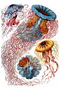 Discomedusae from Ernst Haeckel's Kunstformen der Natur - 1904