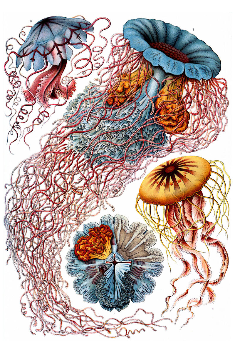 Discomedusae from Ernst Haeckel's Kunstformen der Natur - 1904