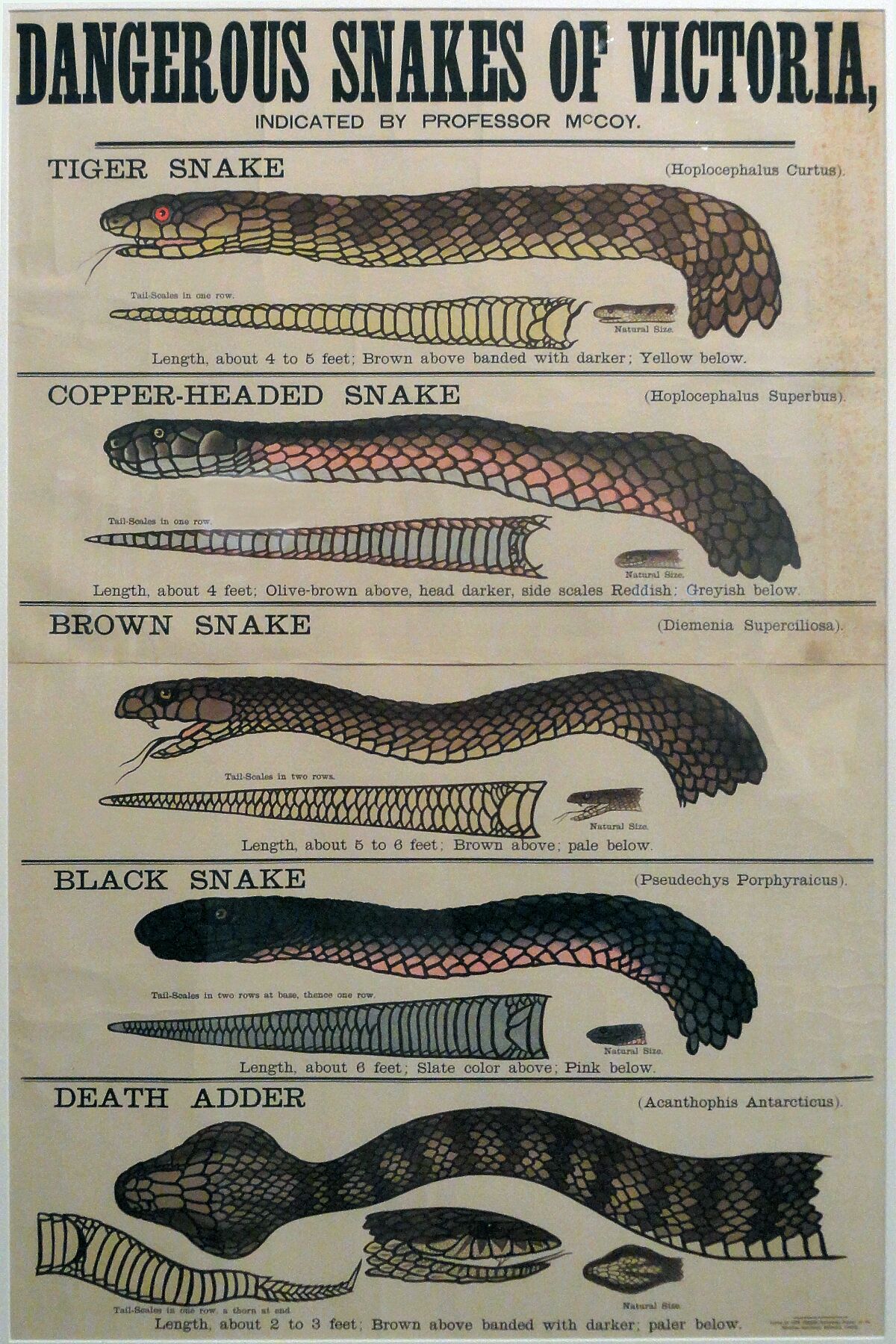 Dangerous Snakes of Victoria - 1877