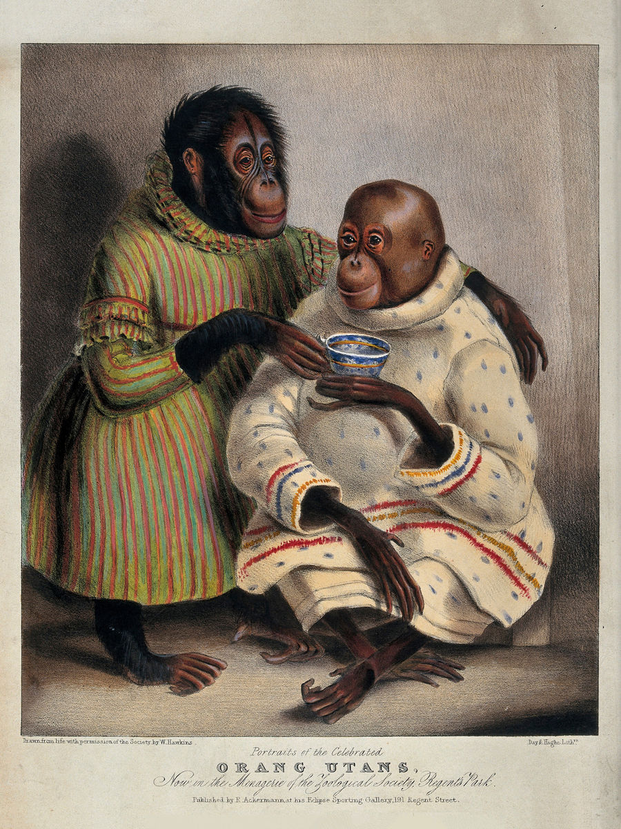 Deux orangs-outans portant des vêtements et buvant du thé - ch. 1840