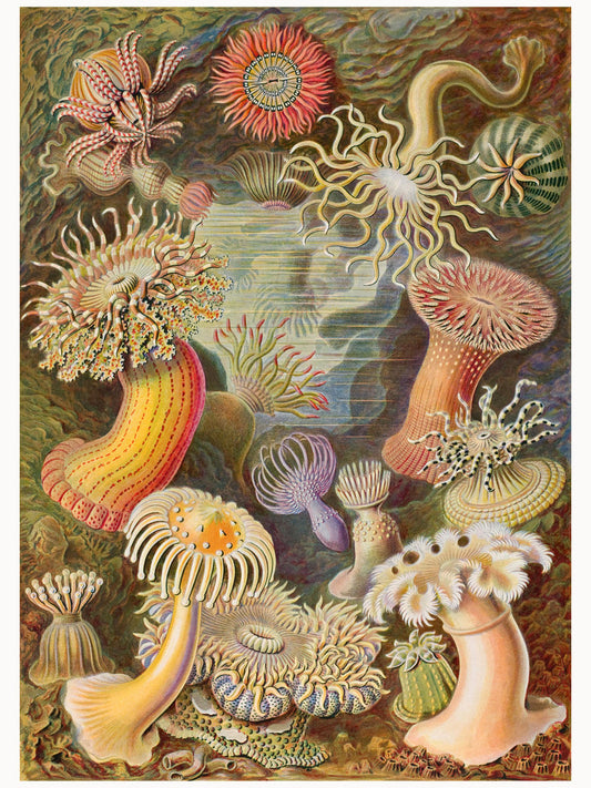 Actiniae by Ernst Haeckel - 1904
