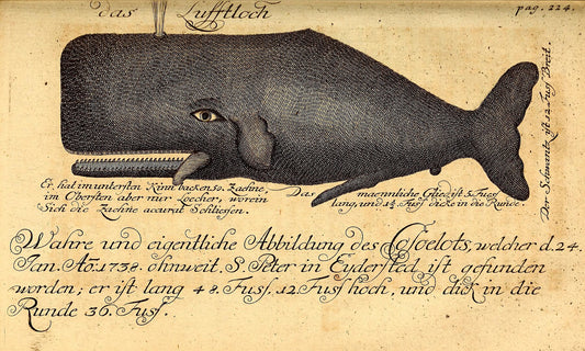 Whale by Johann Anderson, I.V.D. - 1746