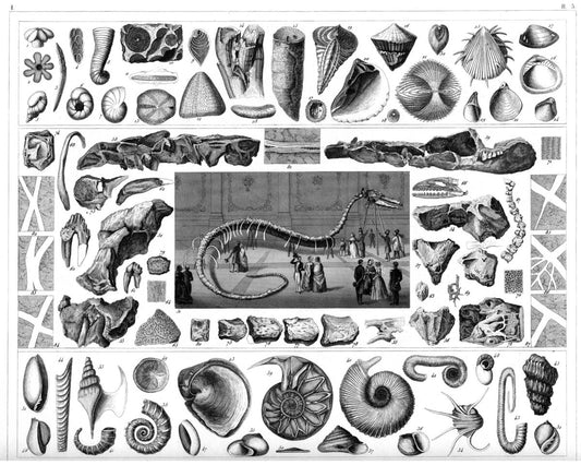 Dinosaurio y fósiles de H. Winkles - 1852 