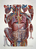 Anatomical Illustration Illustration of human Viscera by Paolo Mascagni - c. 1810