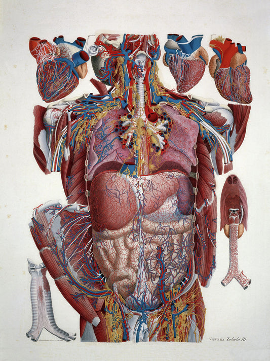 Illustration anatomique Illustration des viscères humains par Paolo Mascagni - ch. 1810