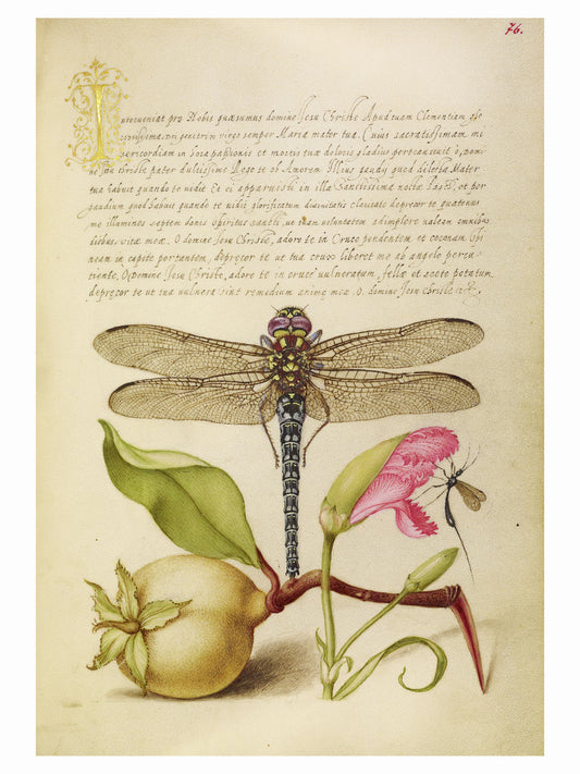 Libélula, pera, clavel e insecto de Joris Hoefnagel - 1562