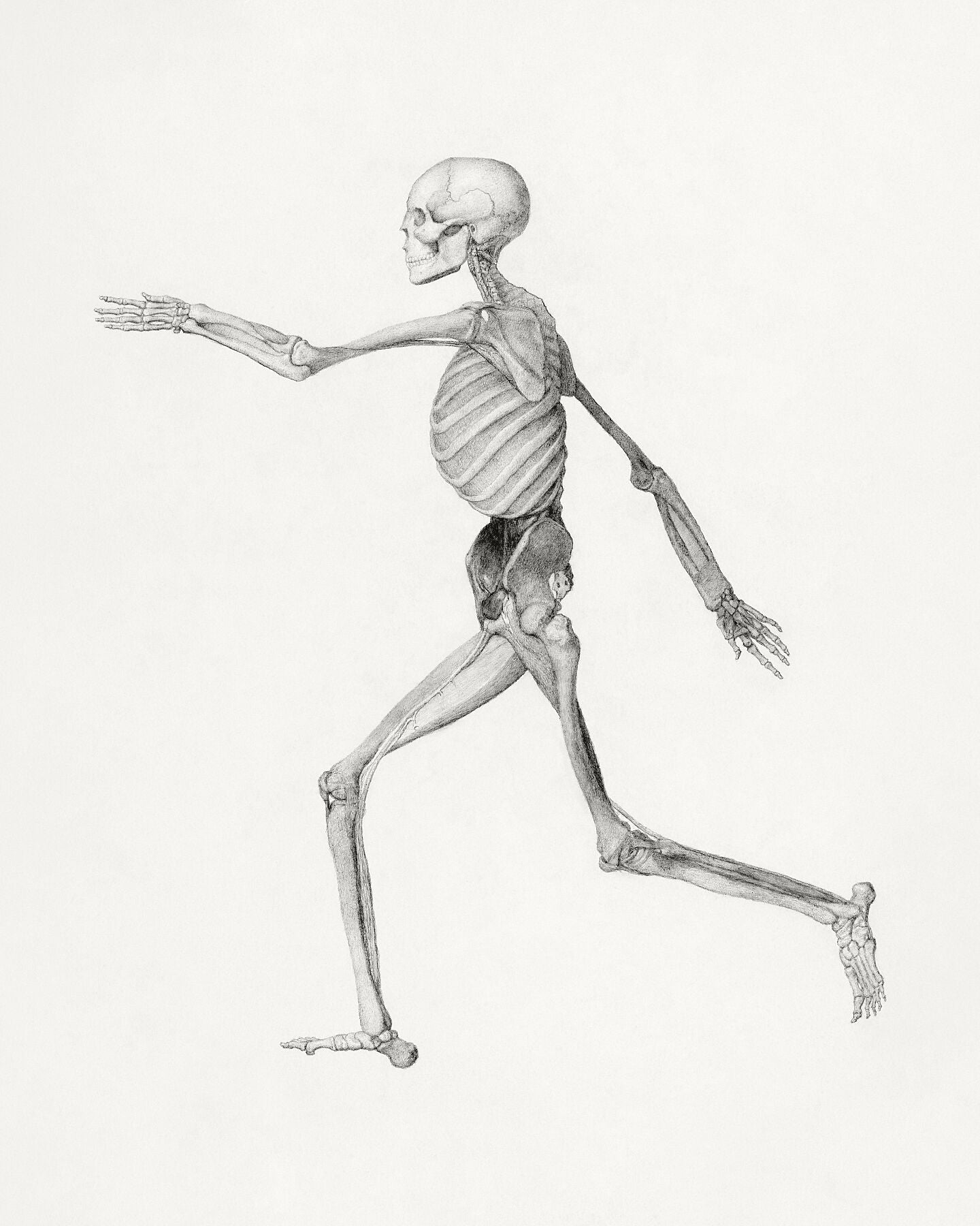 Human Skeleton by George Stubbs - c. 1795-1806