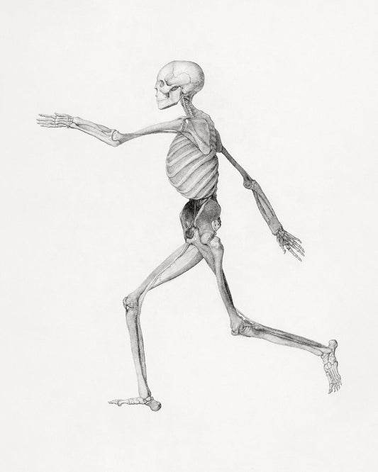 Human Skeleton by George Stubbs - c. 1795-1806