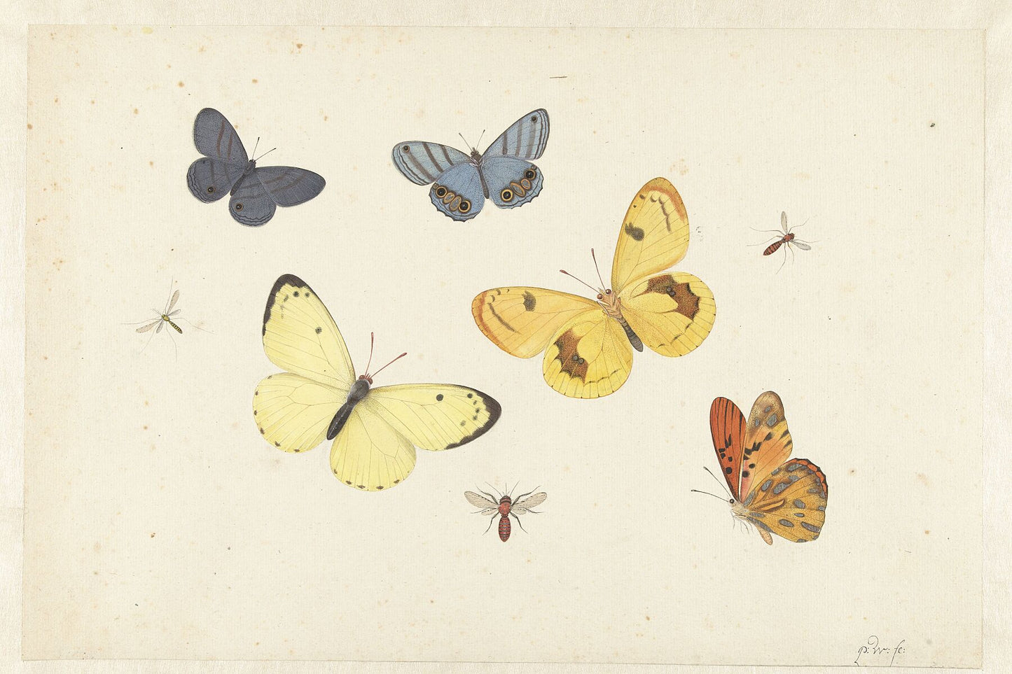 Sheet of Studies with Five Butterflies, a Wasp, and Two Flies by Pieter Withoos - c. 1680