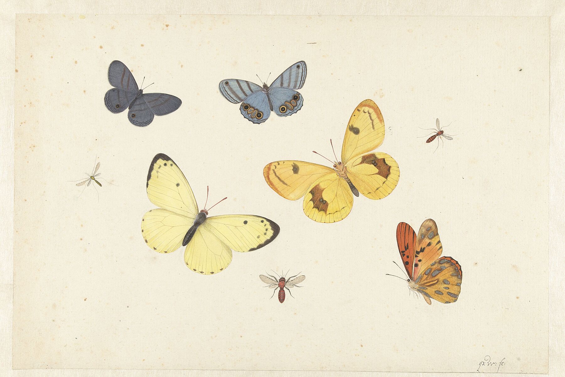 Sheet of Studies with Five Butterflies, a Wasp, and Two Flies by Pieter Withoos - c. 1680