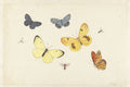 Sheet of Studies with Five Butterflies, a Wasp, and Two Flies by Pieter Withoos - c. 1680