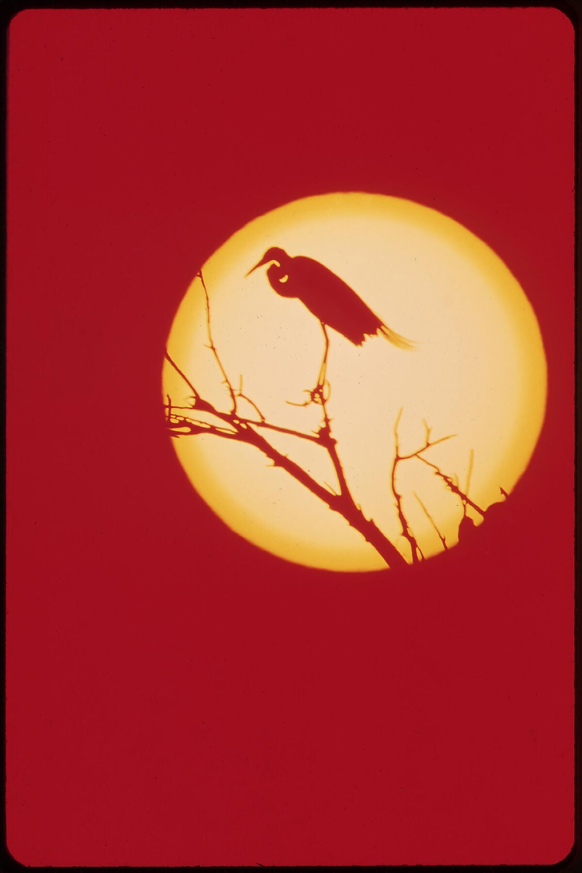 American Egret by Colorado River Indian Reservation by Charles O'Rear - 1972