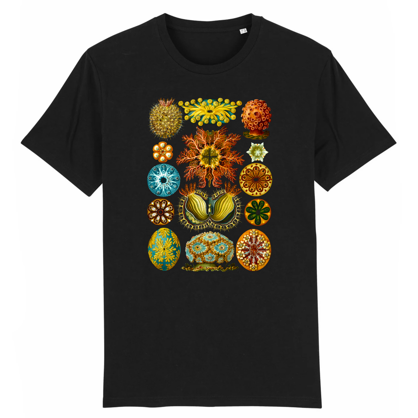 Ascidies de Ernst Haeckel`s Kunstformen der Natur, 1904 - T-shirt en coton biologique