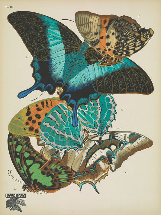Papillons (planche 13) d'Emile-Allain Séguy - 1925 