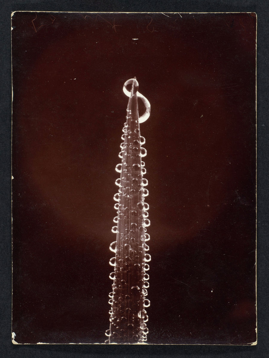 Dew on a Blade of Grass by Wilson Bentley - c. 1900