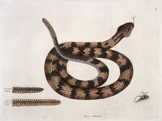 Serpiente de cascabel con sección de sonajero y diente - 1731