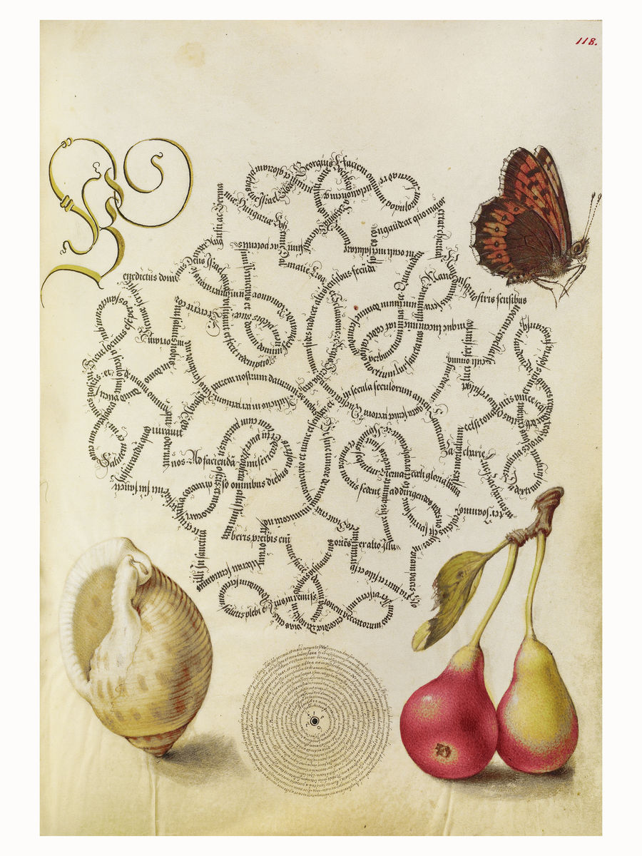 Butterfly, Marine Mollusk and Pear by Joris Hoefnagel