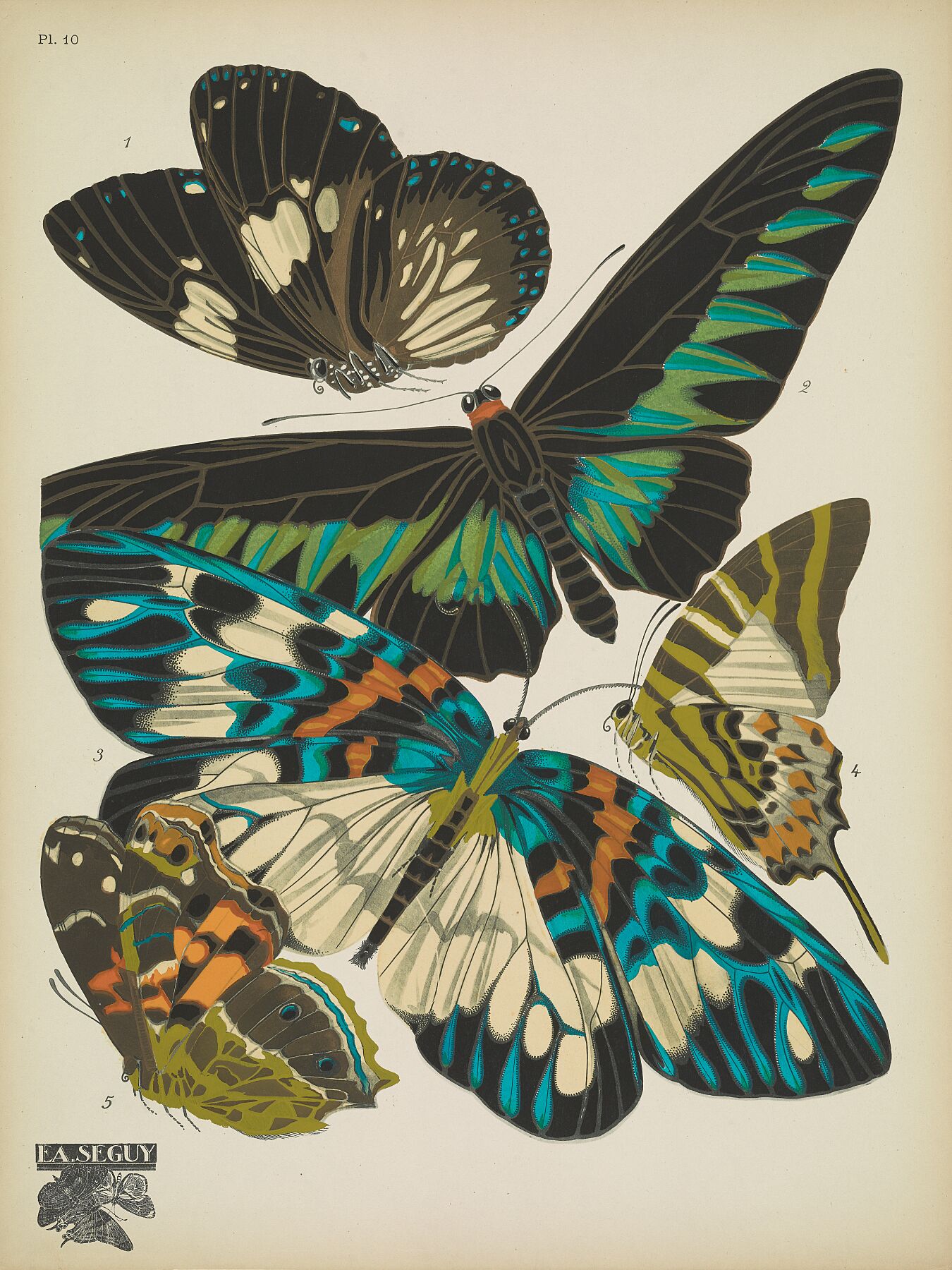 Papillons (planche 10) d'Emile-Allain Séguy, 1925 