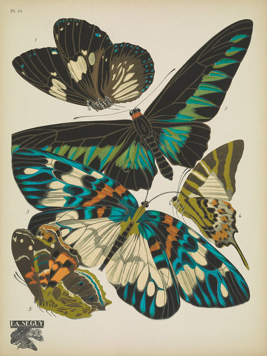 Papillons (lámina 10) de Emile-Allain Séguy, 1925 