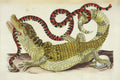 Surinam Caiman biting South American False Coral Snake
