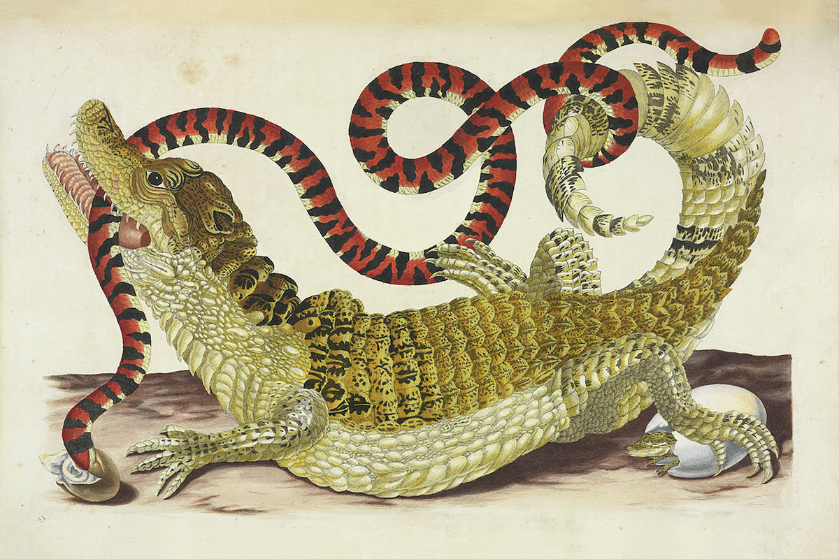 Surinam Caiman biting South American False Coral Snake