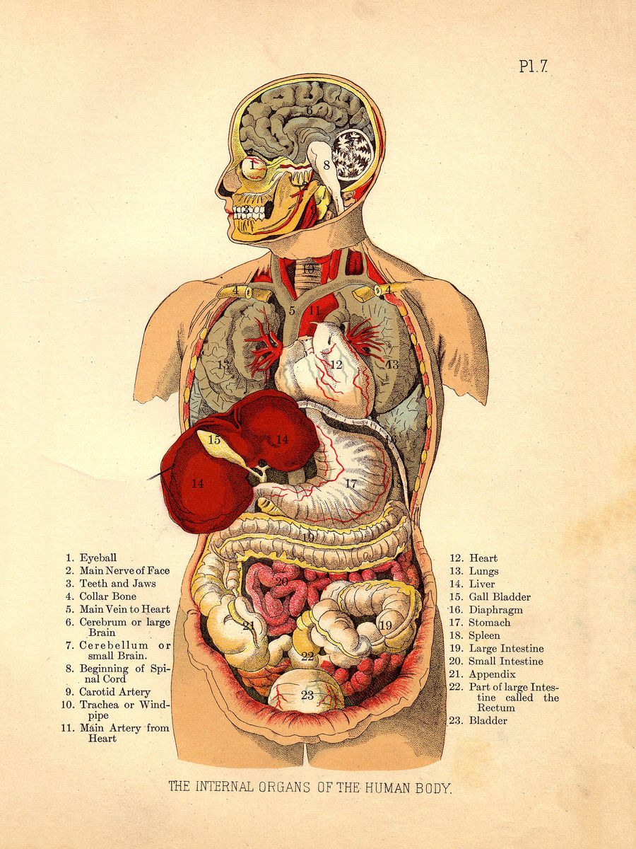 Internal Organs of the Human Body from The Household Physician