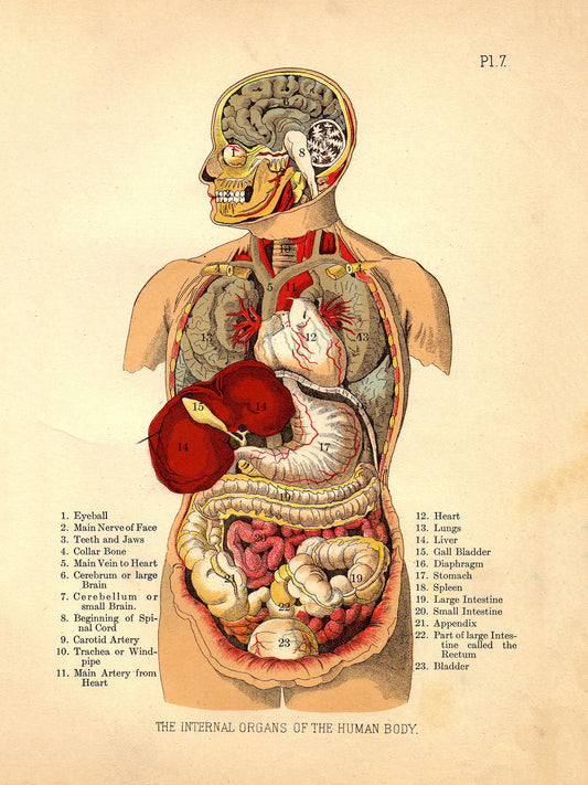 Internal Organs of the Human Body from The Household Physician