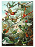 Trochilidae por Ernst Haeckel - 1904