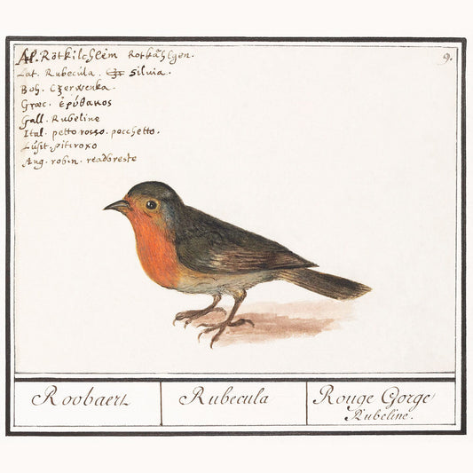 Robin, Erithacus rubecula by Anselmus Boëtius de Boodt - c. 1596–1610