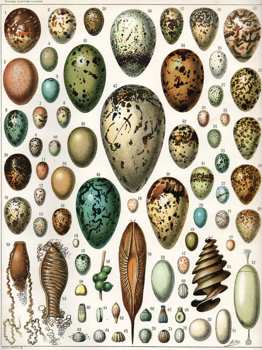 Huevos de Adolphe Millot (1857-1921) 