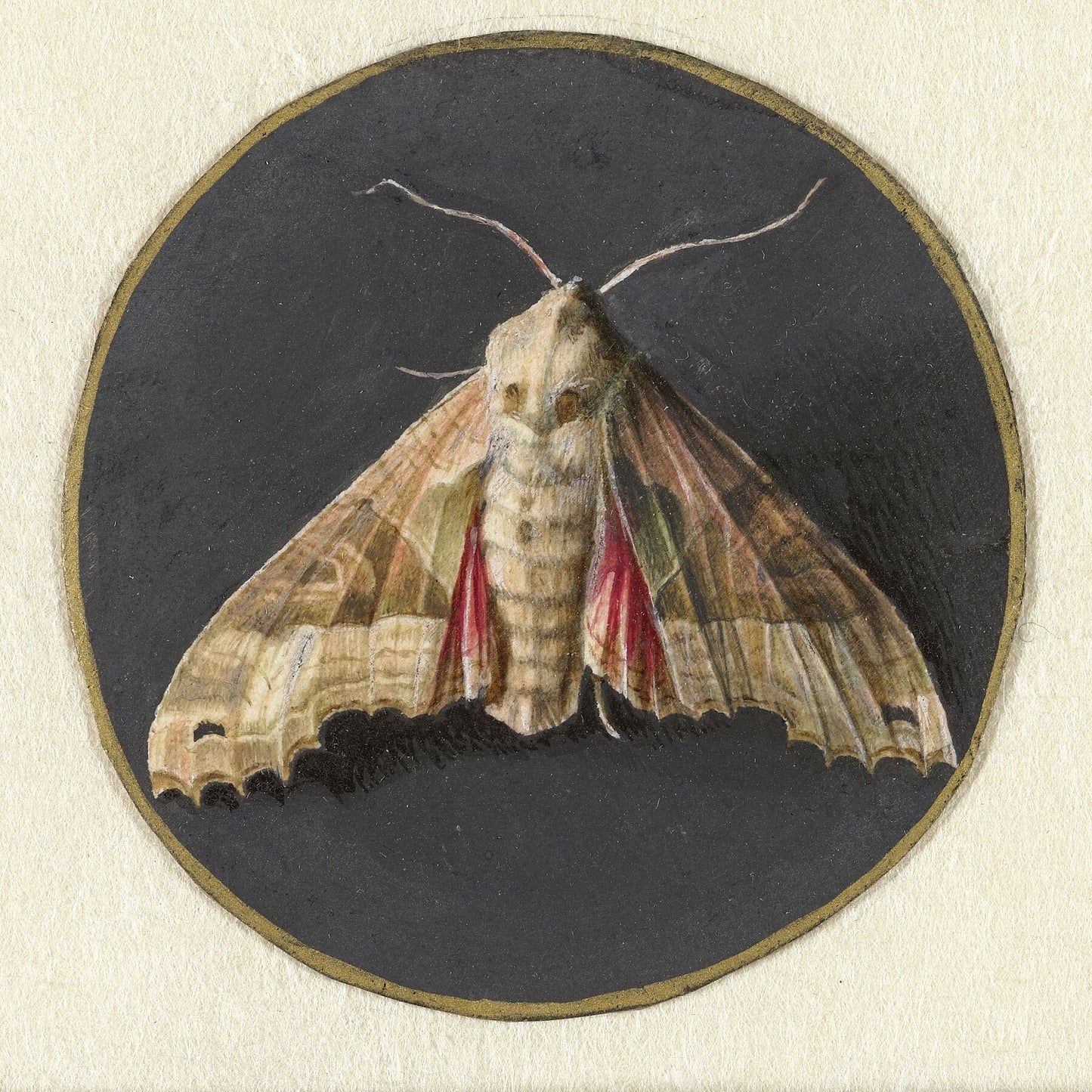 Little Owl or Moth by Jan Augustin van der Goes - 1690 - 1700