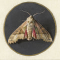 Little Owl or Moth by Jan Augustin van der Goes - 1690 - 1700