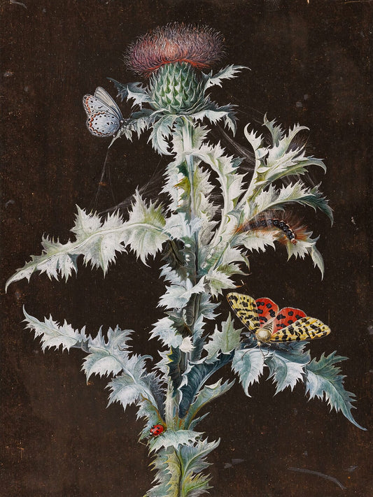 A Thistle and Butterfly by Barbara Regina Dietzsch - c.1750