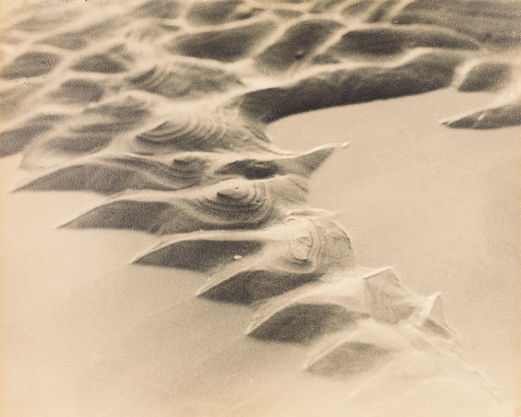 Untitled by Ann Brigman - c.1935