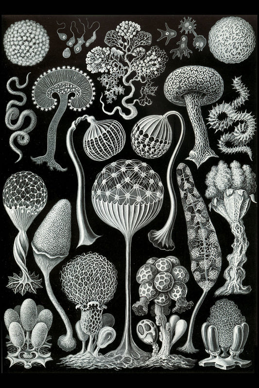 Mycetozoa, from Ernst Haeckel's Kunstformen der Natur - 1904