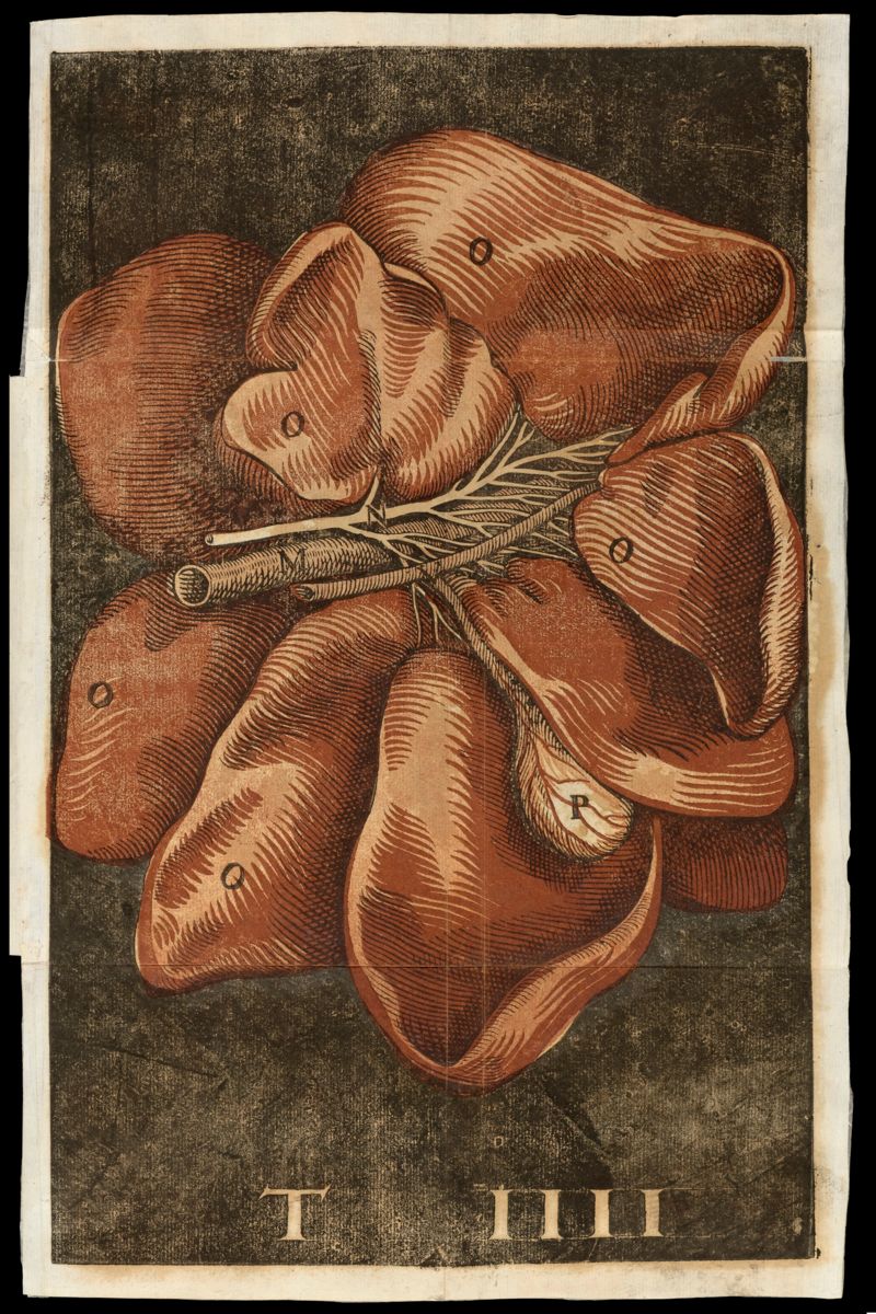 Anatomy of the Brain by David Loggan