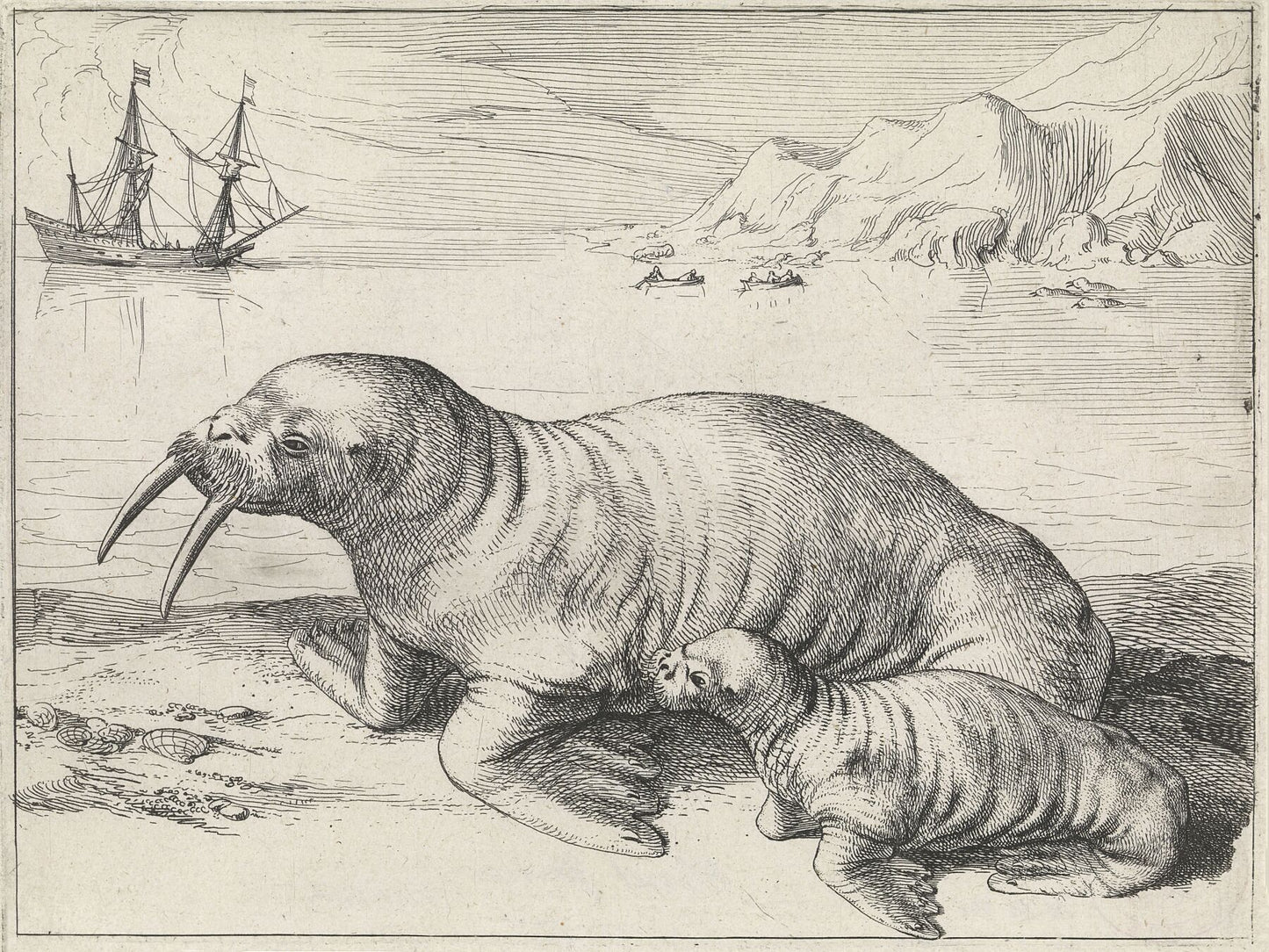 Walrus near Spitsbergen by Hessel Gerritsz - 1591-1632