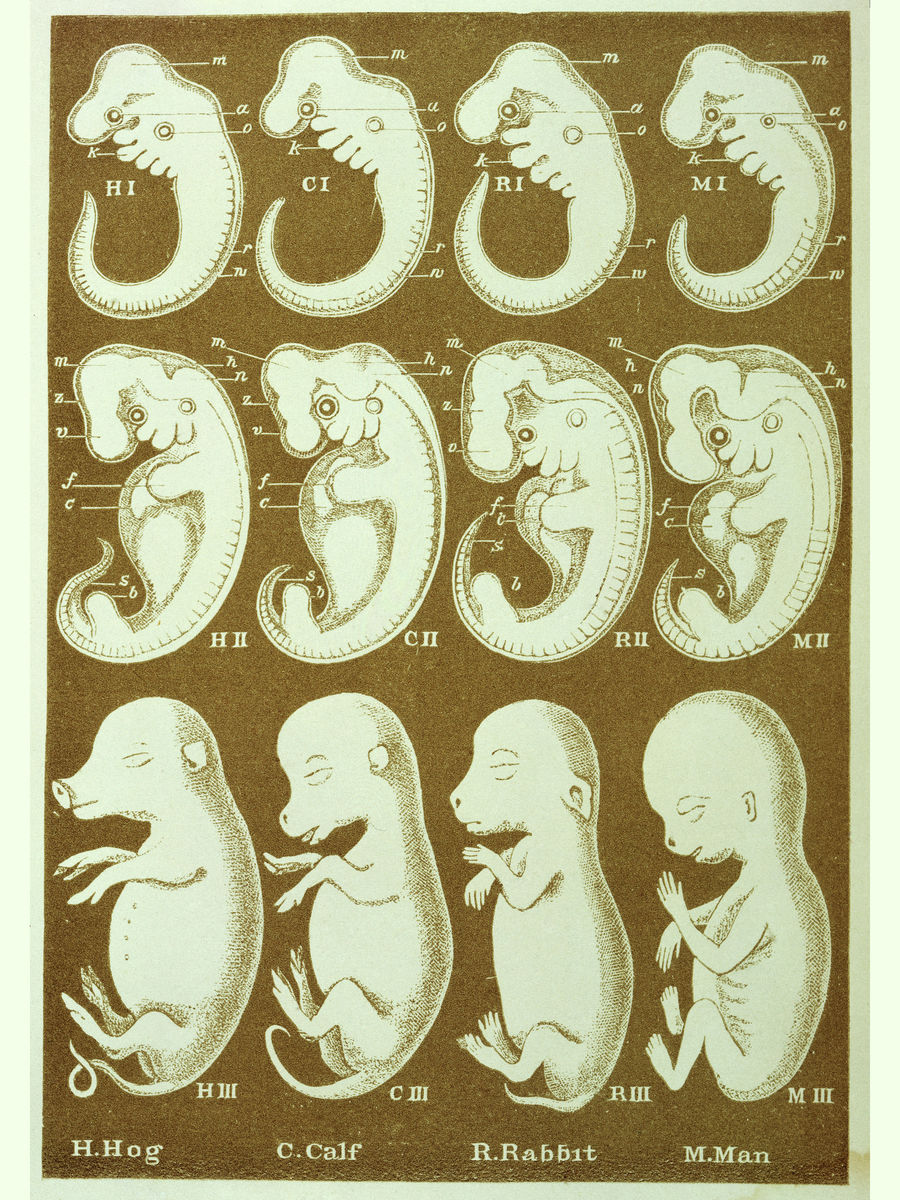 Evolution of Man by Ernst Haeckel - 1910
