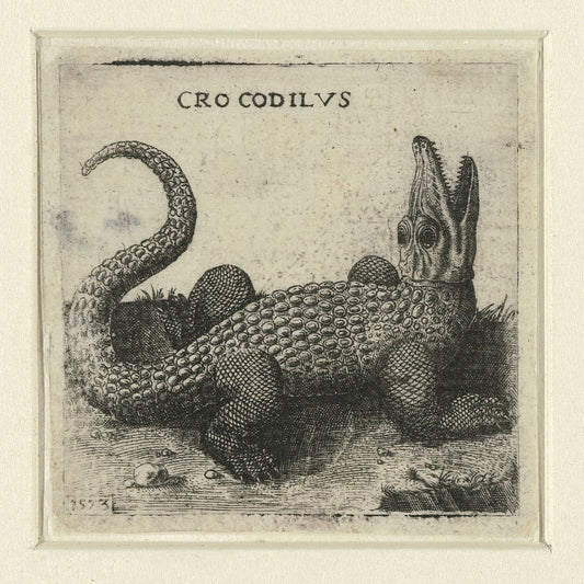Crocodile - 1573