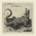 Crocodile - 1573