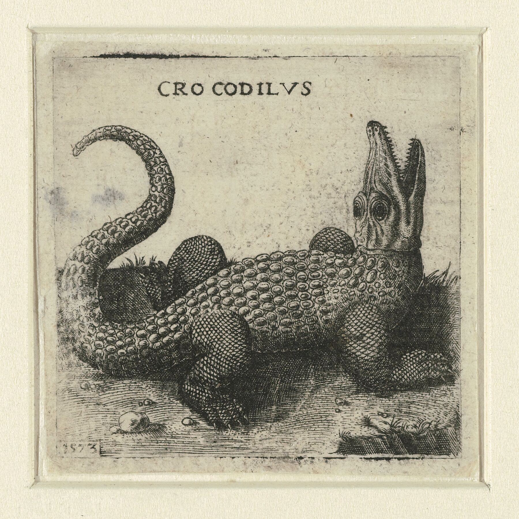 Crocodile - 1573