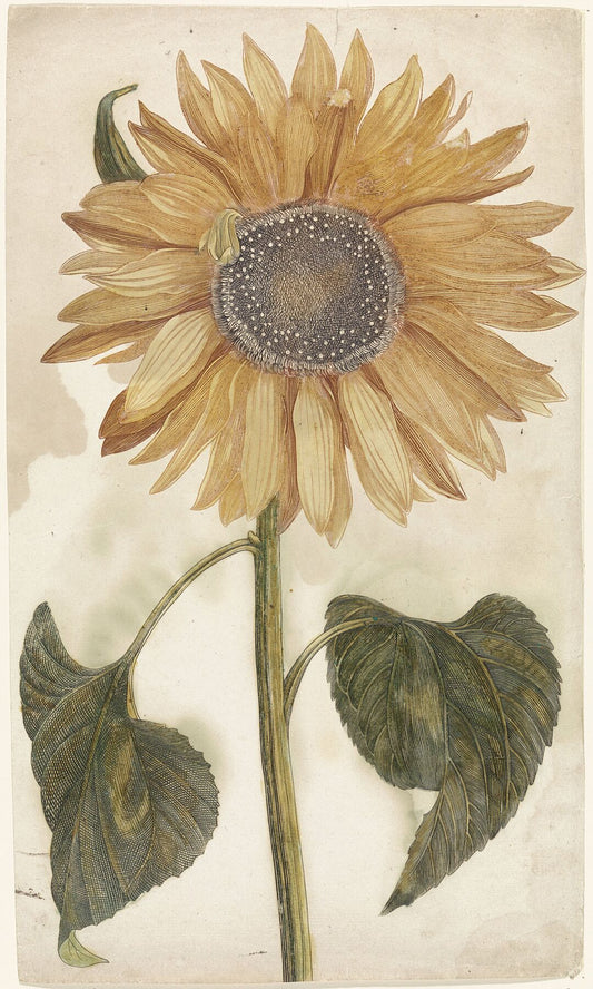 Sunflower - 1688-1698