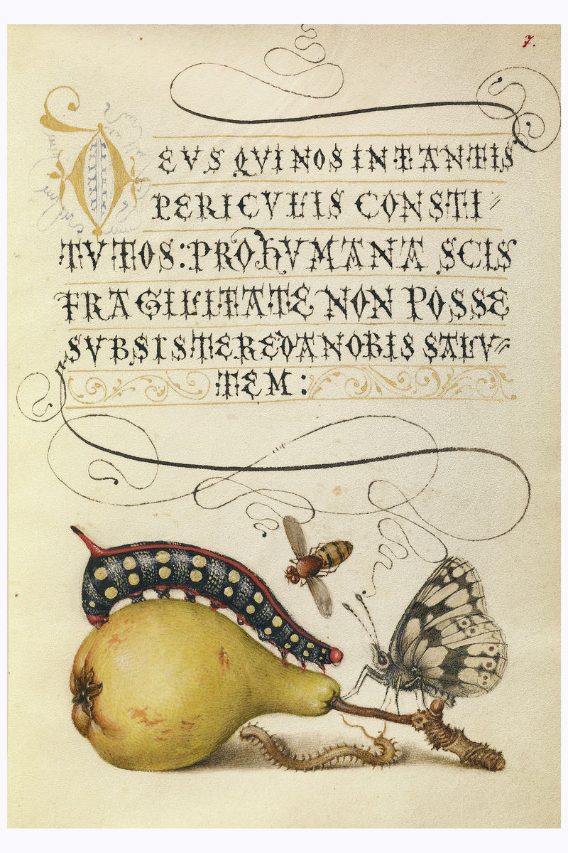 Plate from Mira Calligraphiae Monumenta by Joris Hoefnagel - 1561