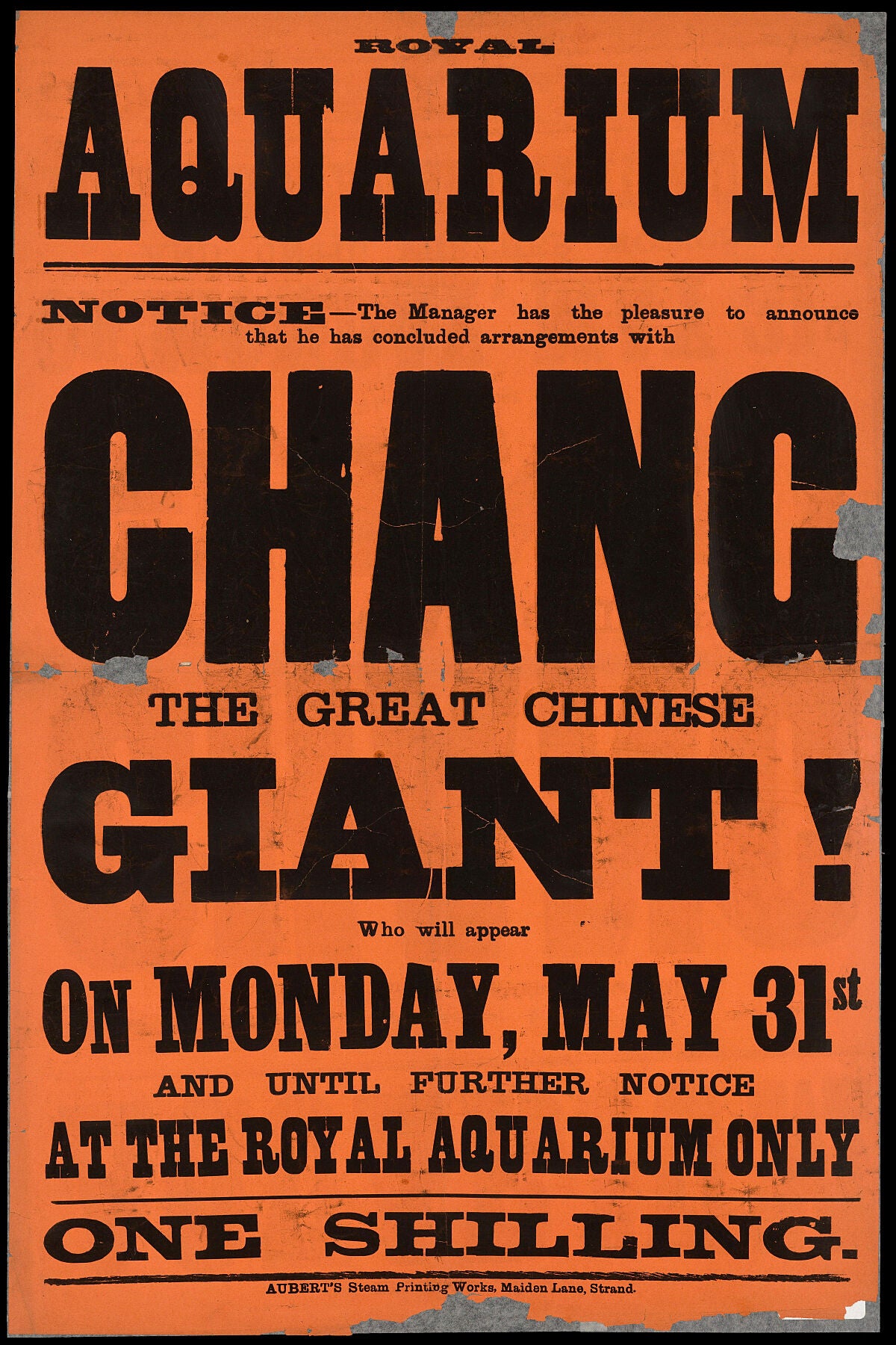 Poster, printed in black on orange paper, advertising the appearance of Chang, a chinese giant (over 8 feet tall) in some sort of variety show at the Royal Aquarium (a large exhibition hall and theatre built in 1876 and demolished in 1902 on the site of the current Central Hall opposite Westminster Abbey, London). The poster was printed by Aubert's Steam Printing Works in Maiden Lane, Strand, London.
