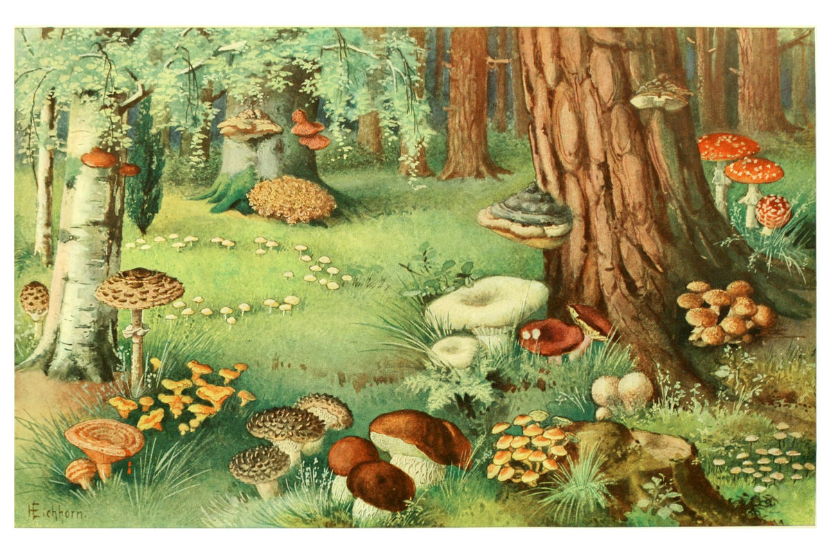 Die Pflanzenwelt by Otto Warburg - c. 1920