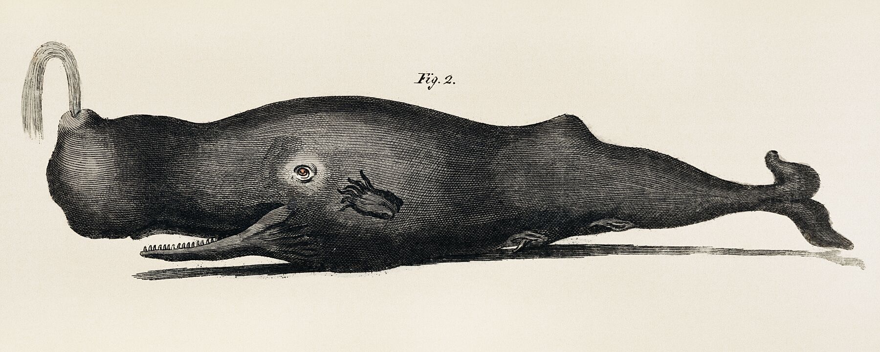Sperm or trump whale from Friedrich Johann Bertuch's Bilderbuch fur Kinder (Picture Book for Children), Weimar, 1802